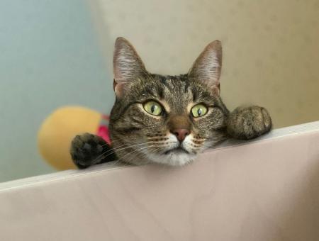 The cat Piluysha is a furry therapist at a children's hospice in the Moscow region